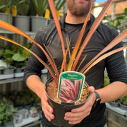Phormium 'Rainbow Sunrise' 2L (40-50cm including the pot) -