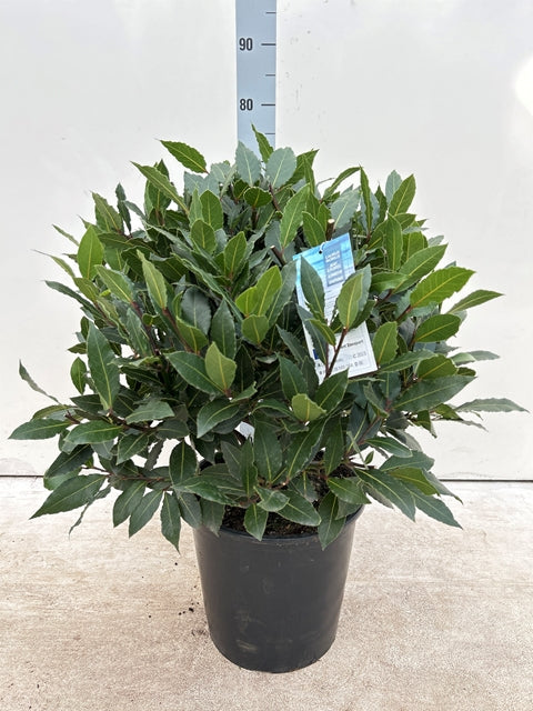 Established Laurus Nobilis Ball (Bay Leaf Ball) 10L / 15L / 24L / 30L -