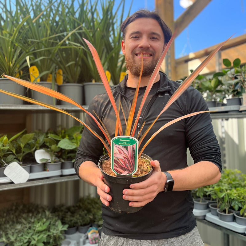 Phormium 'Rainbow Sunrise' 2L (40-50cm including the pot) -