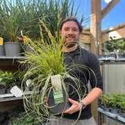Carex 'Feather Falls' 3L -