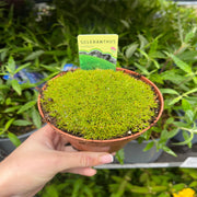 Scleranthus uniflorus 10cm growers pot - Home & Garden > Plants > Indoor & Outdoor Plants > Landscaping & Garden Plants > Landscaping Plants