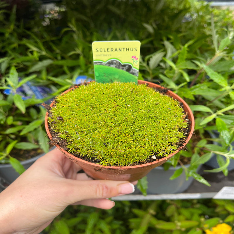 Scleranthus uniflorus 10cm growers pot - Home & Garden > Plants > Indoor & Outdoor Plants > Landscaping & Garden Plants > Landscaping Plants