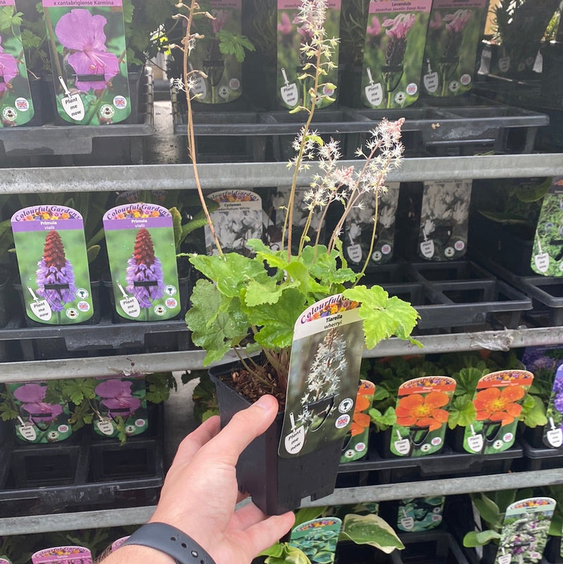 Tiarella wherryi 9cm -