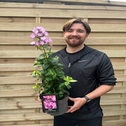 Phlox paniculata 'Pink Eye Flame' 2L -