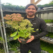 Sedum 'Herbstfreude' 2L -