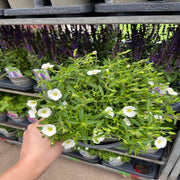 Arenaria montana 'Summer White Compact' 1.5L -