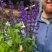 Salvia nemorosa Salute Deep Blue 2L -