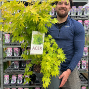 Acer palmatum 'Orange Dream' 10.5cm / 2L / 3L / 10L
