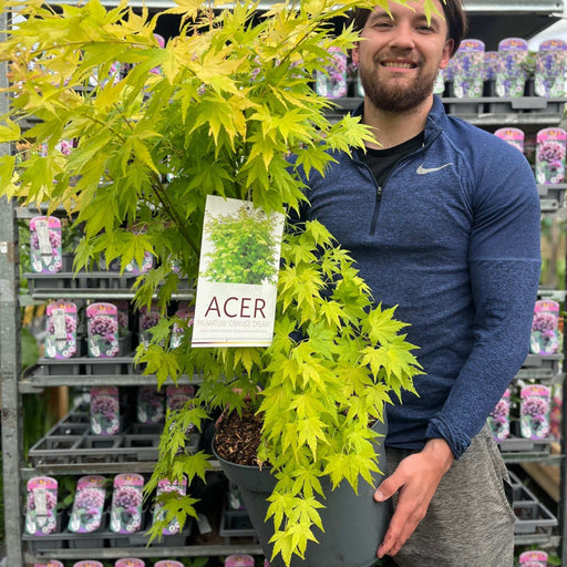 Acer palmatum 'Orange Dream' 10.5cm / 2L / 3L / 10L