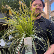 Carex 'Feather Falls' 3L -