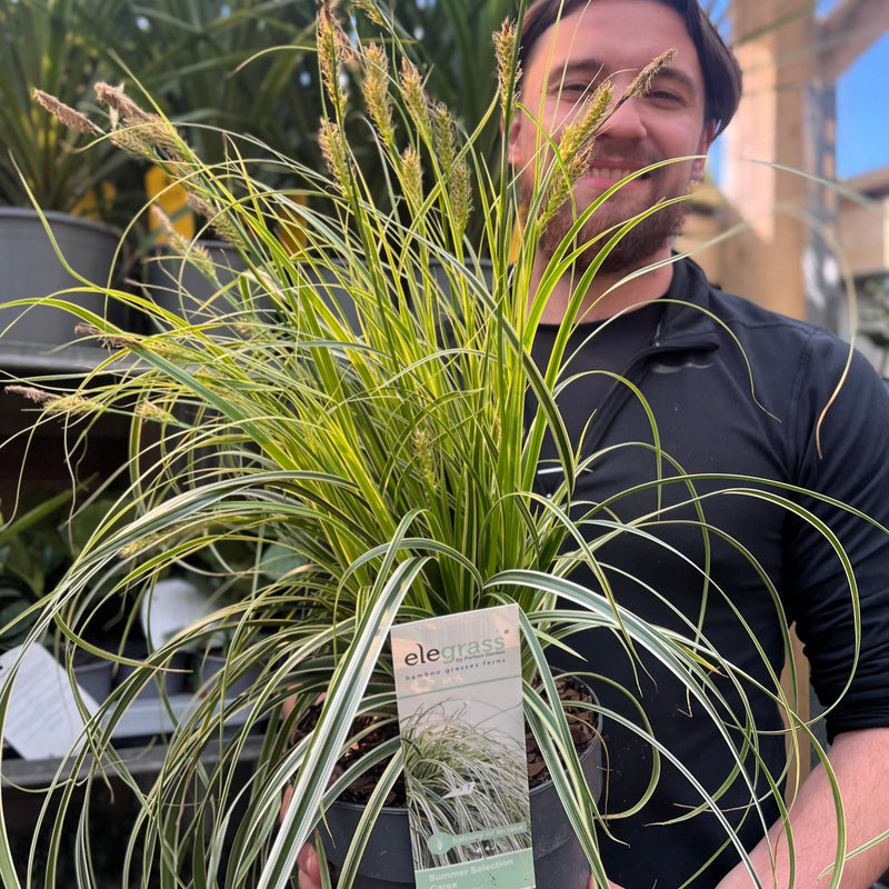 Carex 'Feather Falls' 3L -
