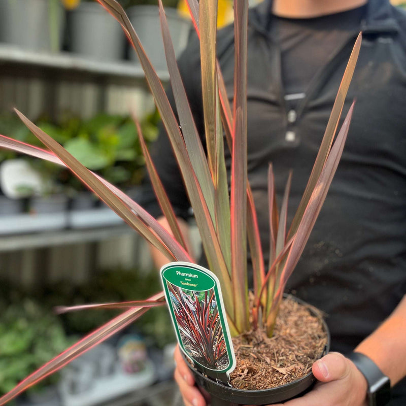 Phormium 'Sundowner' 2L (40-50cm including the pot) -