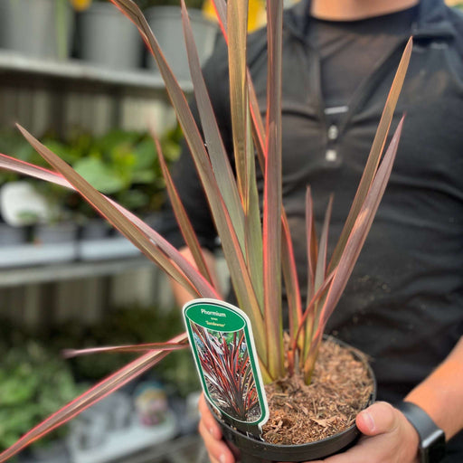 Phormium 'Sundowner' 2L (40-50cm including the pot) -