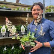 Heuchera 'White Revolution' 2L -