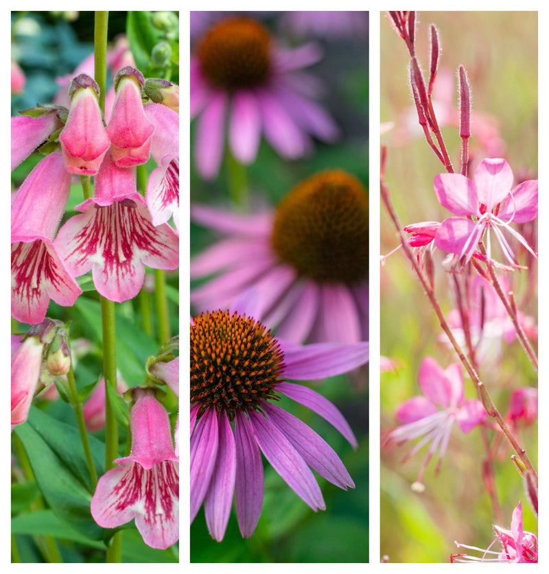 Pretty in Pinks (3 x 9cm Pots) -