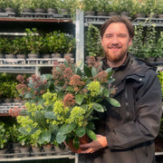 Skimmia Double Diamond 10.5cm/2L