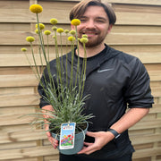 Craspedia globosa 'Golf Beauty' 2L - Home & Garden