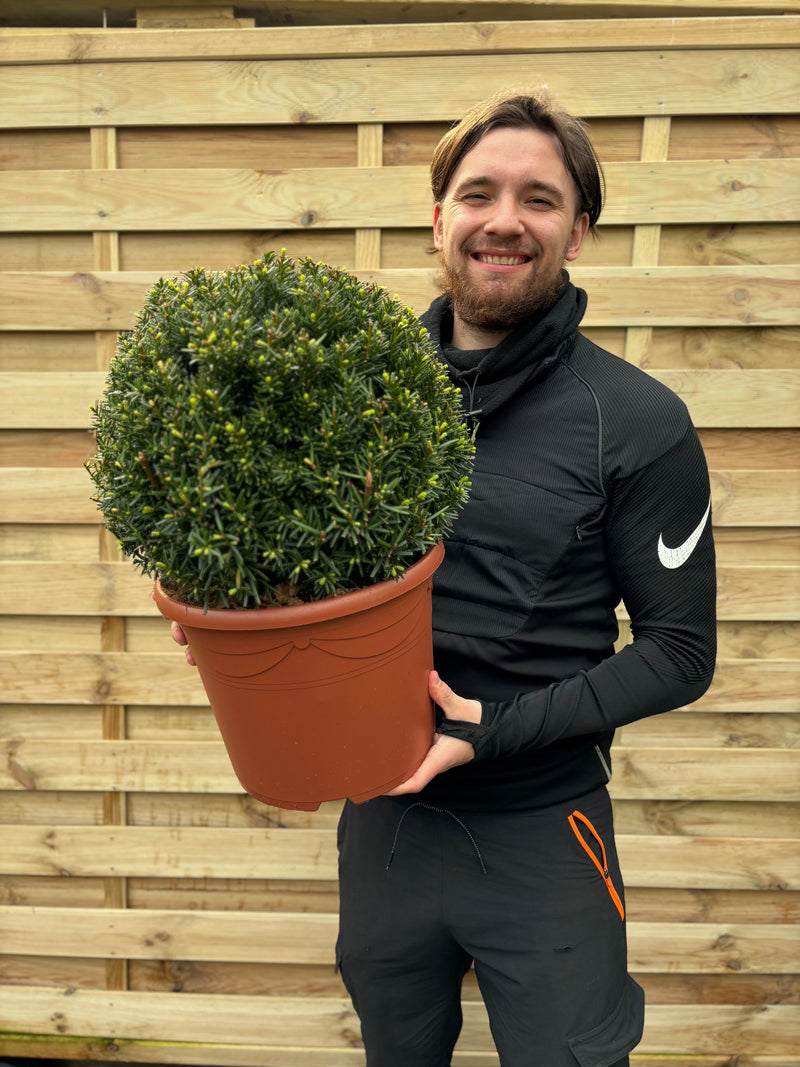 Yew Ball - Taxus Baccata Ball 6L / 7L / 10L / 22L -