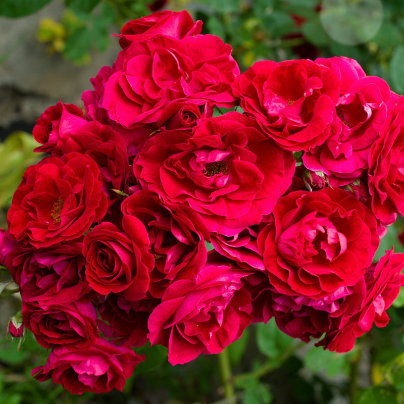 Excelsa - Red Rambling Rose -