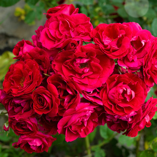 Excelsa - Red Rambling Rose -