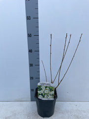 Exochorda racemosa 2L -