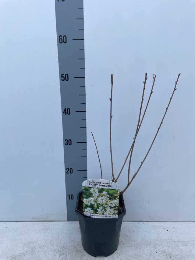 Exochorda racemosa 2L -