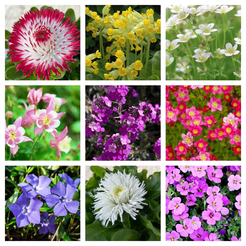 Early Flowering Spring Bundle -