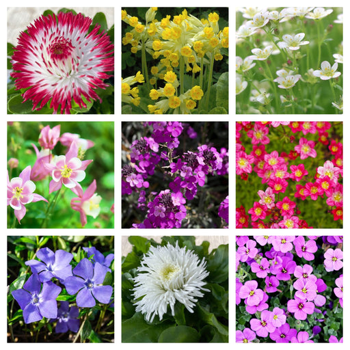 Early Flowering Spring Bundle -