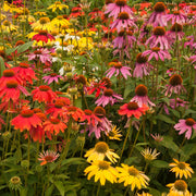 Echinacea purpurea 'Butterfly' 1.5L -