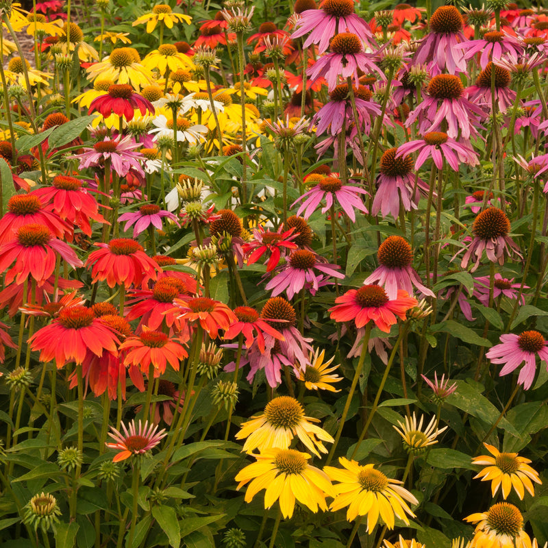 Echinacea purpurea 'Butterfly' 1.5L -