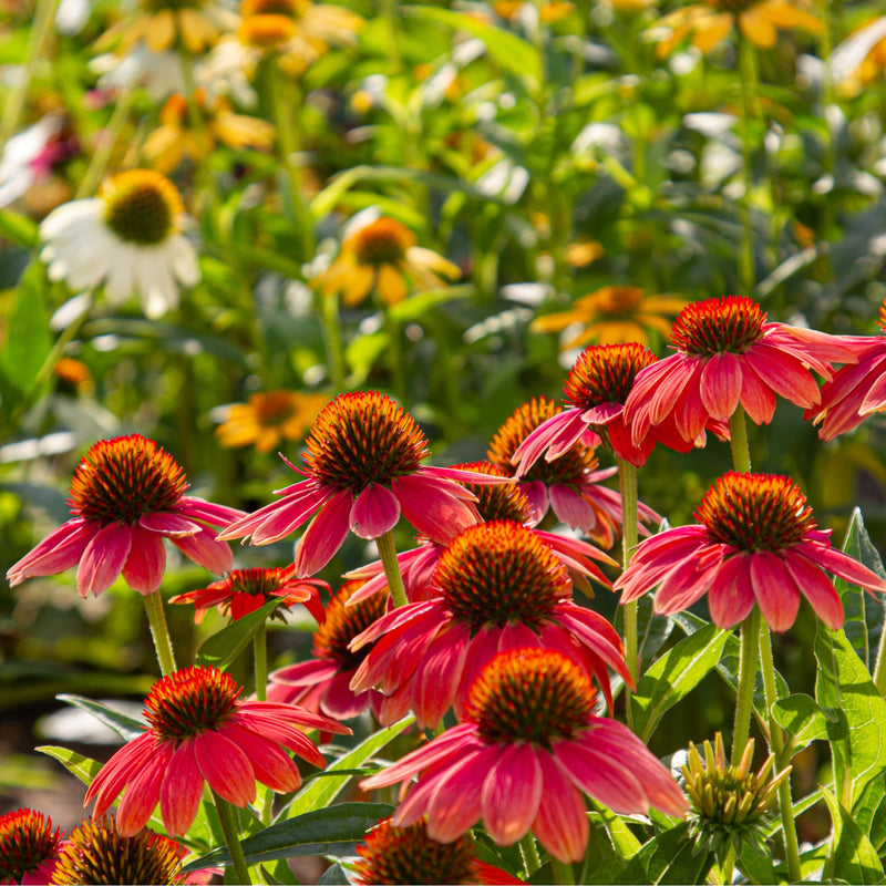 Echinacea purpurea 'Butterfly' 1.5L -
