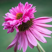 Echinacea purpurea 'Double Decker' 9cm Pot -