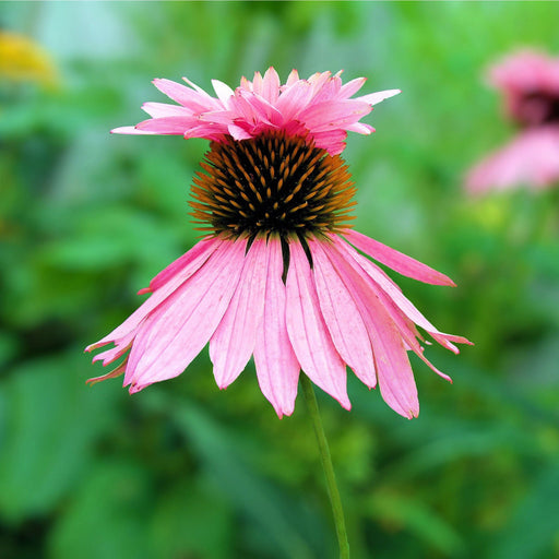 Echinacea purpurea 'Double Decker' 9cm Pot -