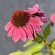 Echinacea purpurea 9cm / 2L -