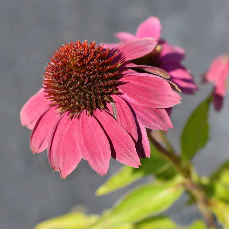 Echinacea purpurea 9cm / 2L -