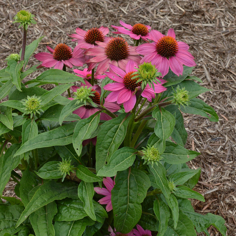 Echinacea purpurea 9cm / 2L -