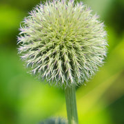 Echinops sphaerocephalus 'Artic Glow' 1L -