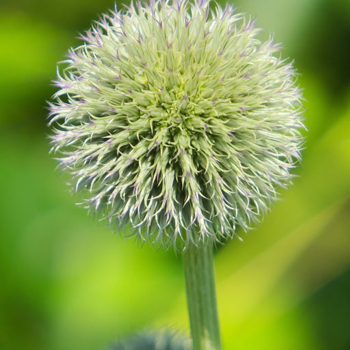 Echinops sphaerocephalus 'Artic Glow' 1L -