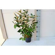 Elaeagnus x ebbingei Compacta (Multibuy Offers Available) -