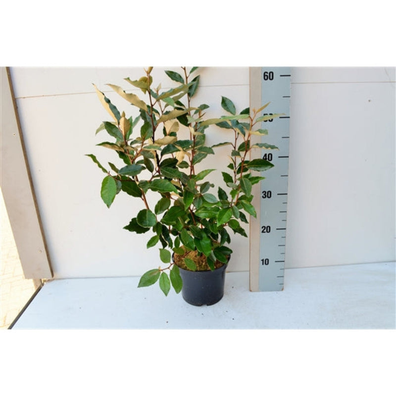 Elaeagnus x ebbingei Compacta (Multibuy Offers Available) -