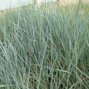 Elymus magellanicus 9cm -