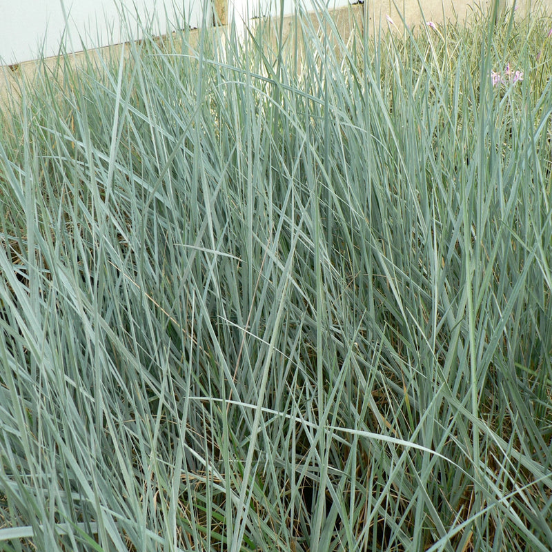 Elymus magellanicus 9cm -