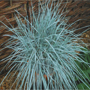 Elymus magellanicus 9cm -