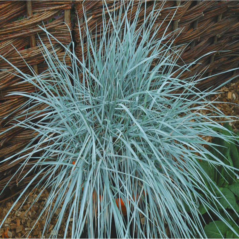 Elymus magellanicus 9cm -