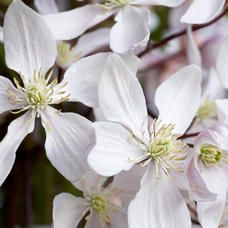 Clematis armandii - 'Enham Star' (Evergreen and Fragrant) -