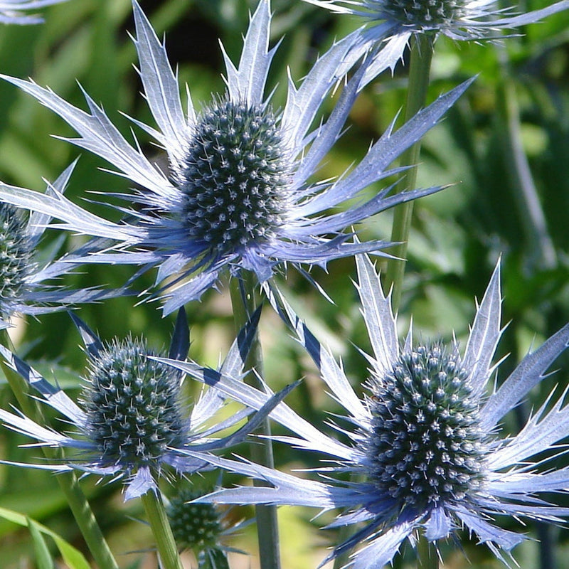 Eryngium 'Miss Marbel' 1L -
