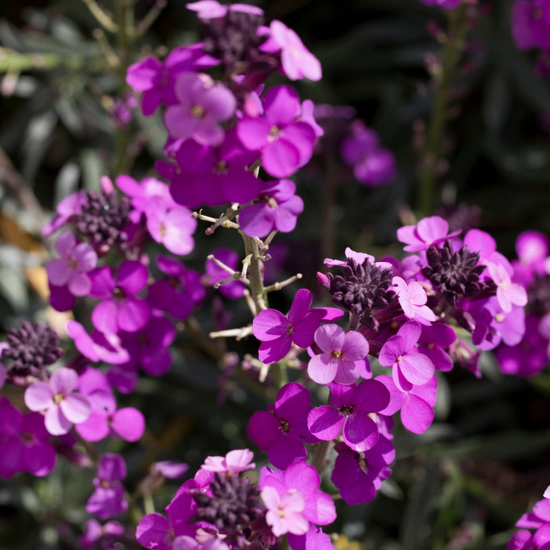 Erysimum 'Bowles Mauve' (Three Sizes Available) -