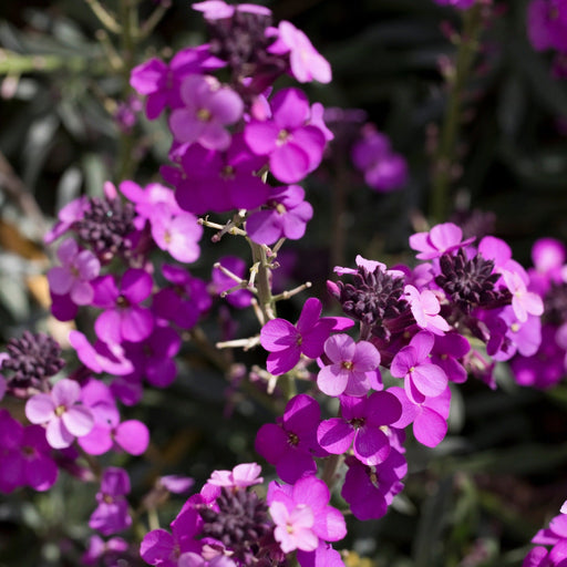 Erysimum 'Bowles Mauve' (Three Sizes Available) -