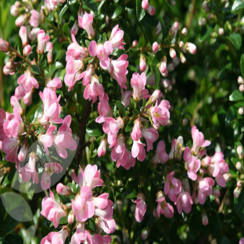 Escallonia 'Apple Blossom' 9cm - Home & Garden > Plants > Indoor & Outdoor Plants > Bushes & Shrubs > Shrubs