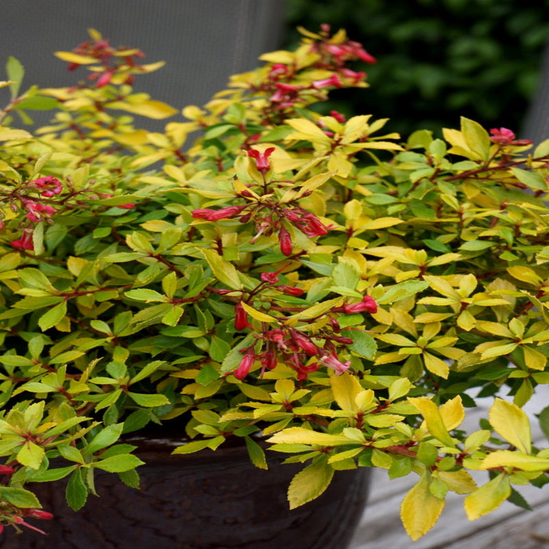 Escallonia 'Golden Carpet' 9cm - Home & Garden > Plants > Indoor & Outdoor Plants > Bushes & Shrubs > Shrubs